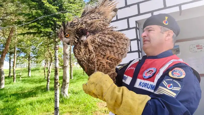 Dikenli Tellere Takılan Puhunun Fark Edilmesi Olay Yarattı