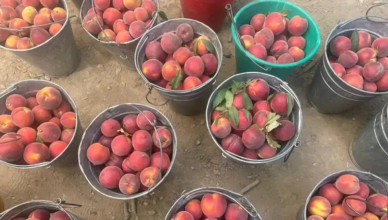 Çiftçiler Hasada Başladı: Fiyatlar Yükseliyor, Memnuniyet Artıyor!