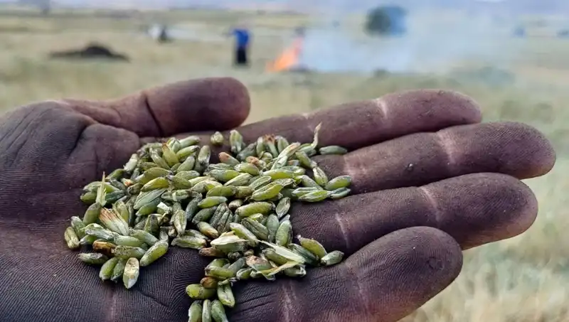 Firik Sezonu Açıldı: Sağlıklı Beslenmenin Yeni Trendi
