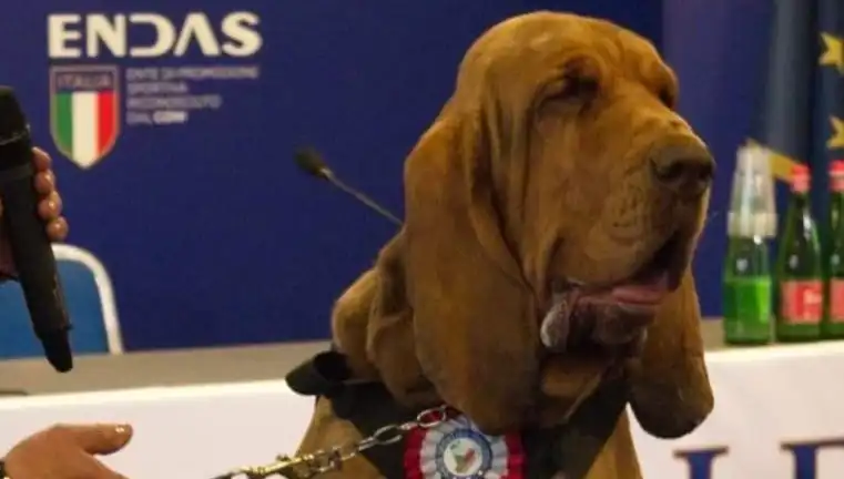 Arama Köpeğine Suikast: Çivili Sosisle Gerçekleştirilen Kanlı Saldırı