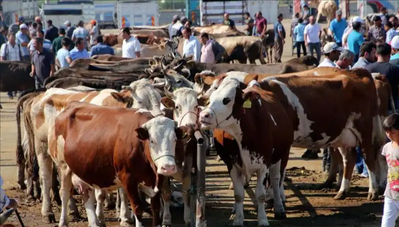 2025 Kurbanlık Fiyatları: İl İl Değişen Canlı Kilo Ücretleri