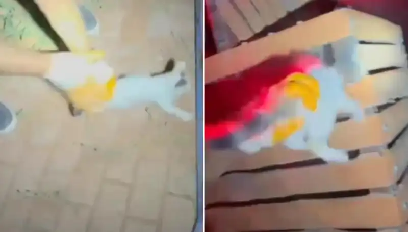 Gece Yarısı İtfaiyeden Kedi Kurtarma Operasyonu: Kahramanlık Hikayesi