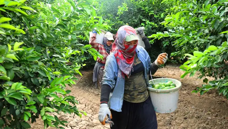 Marketlerde Meyve Sebze Fiyatları Yükseliyor: Hasat Düşüşü Neye Mal Olacak?