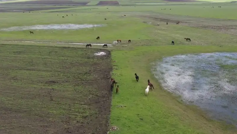 Kars'ı Renklendiren Yılkı Atları: Doğanın Eşsiz Görüntüsü