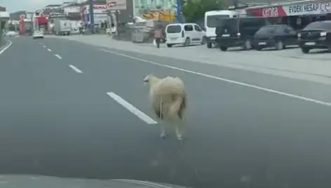 Yalova’da Kurbanlık Koyunlar Kaçtı, Trafik Felç Oldu!