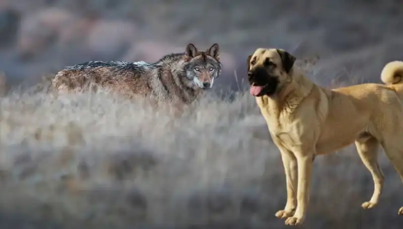 Kangal Köpeği Talebi Kesinlikle Artış Gösterdi: Kurt Popülasyonu Başarısı!