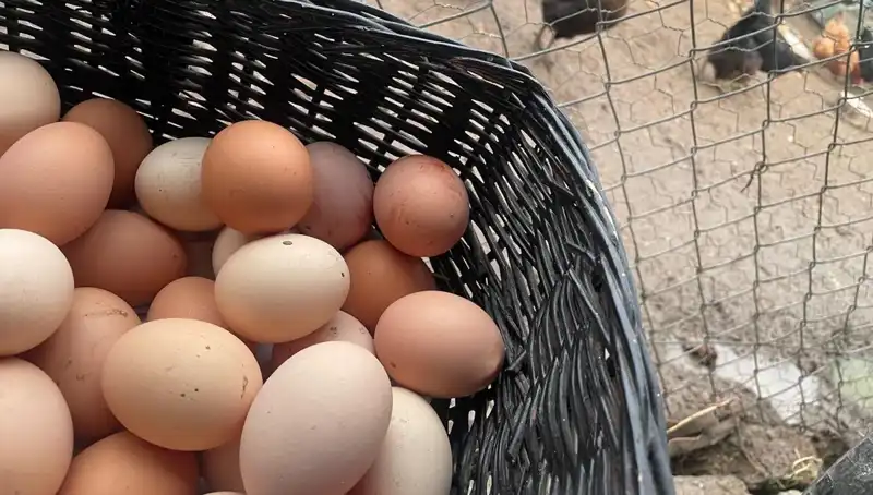 Okul Çağı Beslenmesinde Devrim: Dünyanın En Ucuz Proteini!