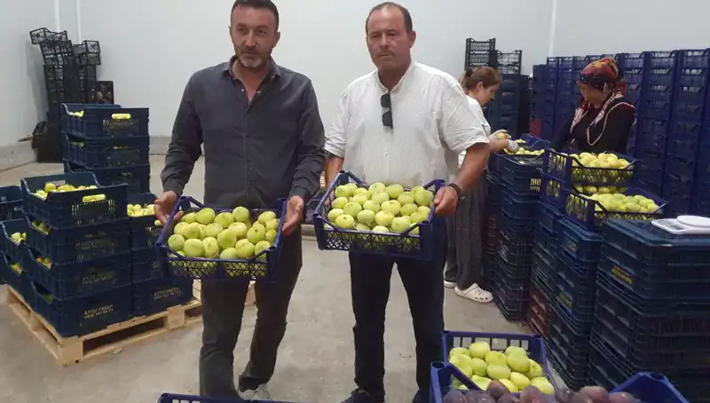 Mersinli Çiftçilerin Kestane İhraç Geliri, Umut Vaadediyor!