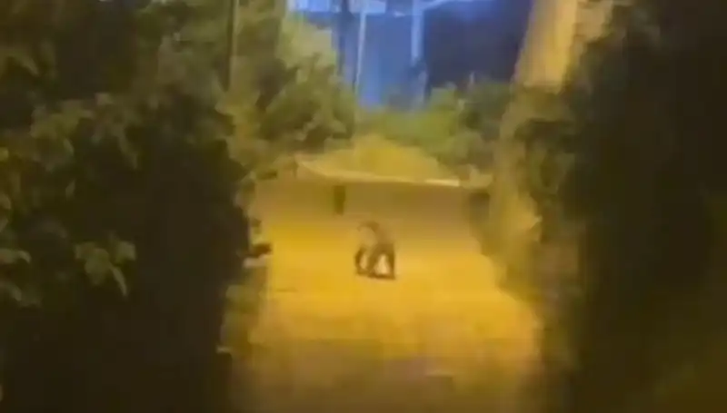 Gümüşhane Şehir Merkezine İnen Ayı, Vatandaşları Şaşırttı