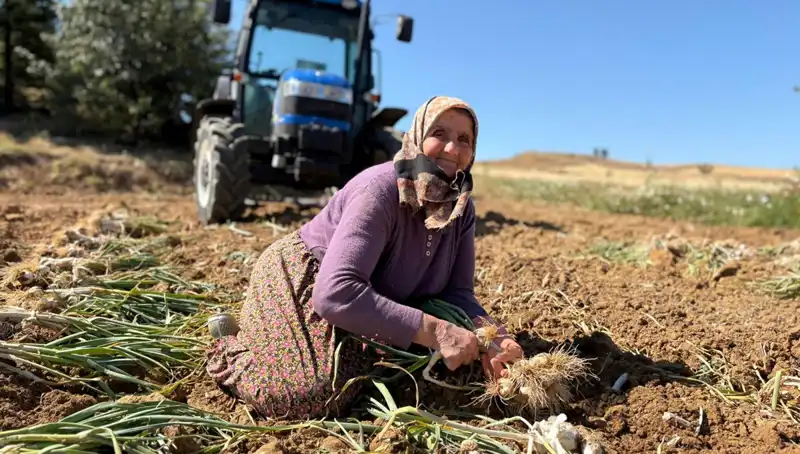 Selenyum Zengini Sebze: Günlük 1.200 Liraya Alım Fırsatları