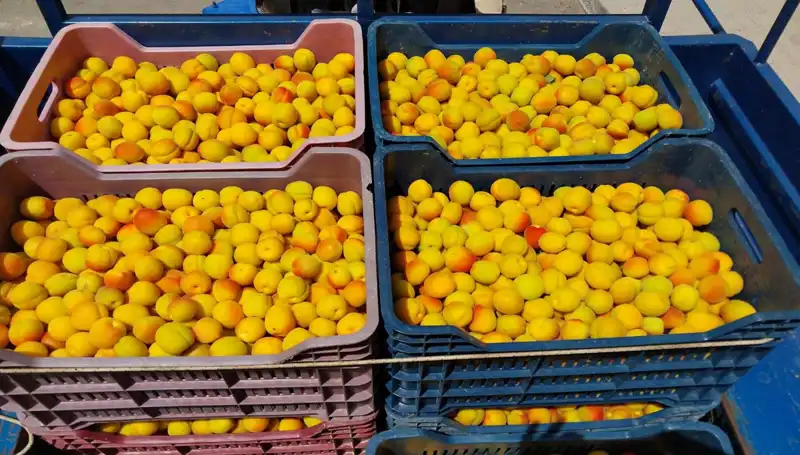 İlk Hasat Sonrası Gelen Yüksek Fiyatlar: 500 TL'den Alıcı Buldu