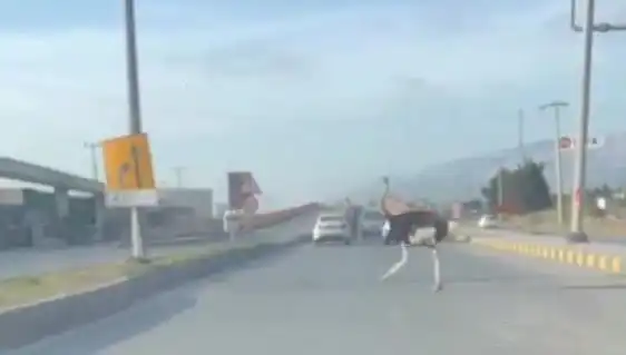 Trafikte Deve Kuşu Görüntüleri Şaşkınlık Yaratıyor: Neden Buradaydı?