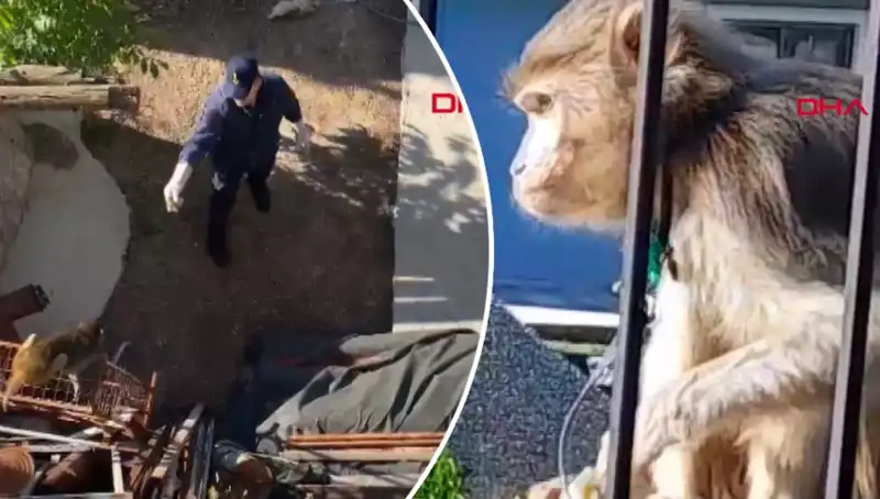 Muğla'da Gösteri Gibi Maymun Kovalamacasına Tanıklık Edin!
