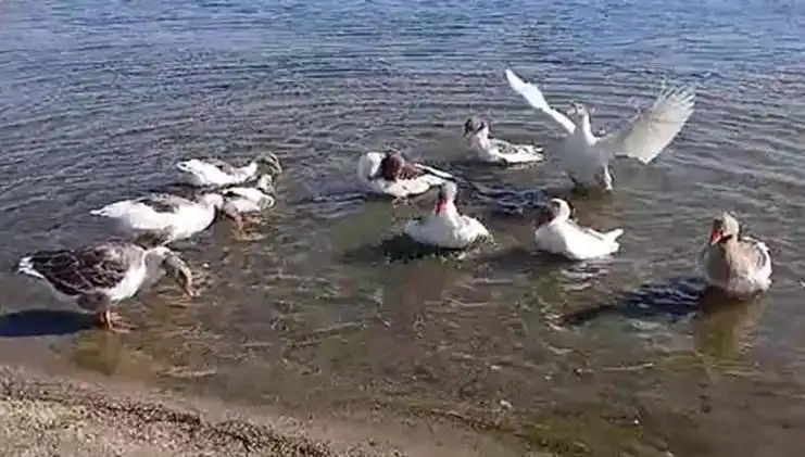 Kazların Denizde Yüzme Keyfi, Komşulardan Gelen Şikayetle Sona Erdi