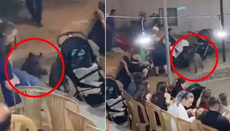 Düğün Kesen Yaban Domuzu: Konuklar Ne Yapacağını Şaşırdı