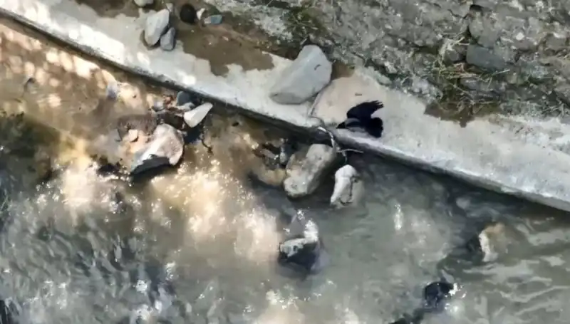 Karga Yılanla Mücadele Etti: Doğada Görülmemiş Savaş Anları!