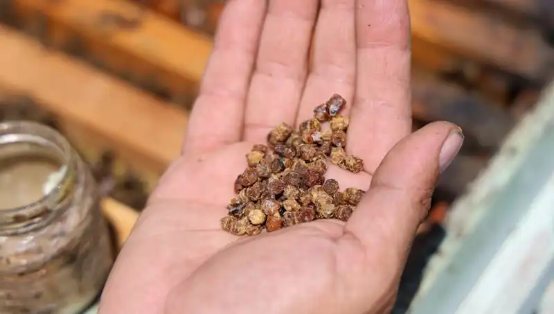 Eskiden Çöpe Giden Besin, Şimdi Kilosu 3 Bin TL’den Satılıyor!